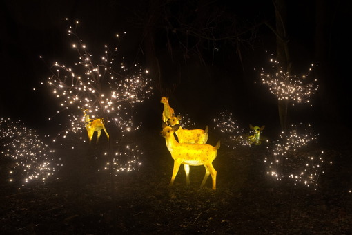 Aren Donker licht op 40