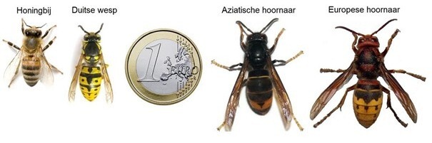 Afbeelding1