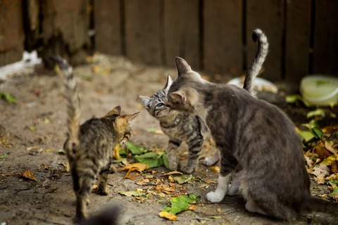 Selective closeup shot white brown cat with cute kittens near leaves