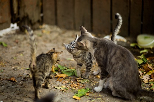 Selective closeup shot white brown cat with cute kittens near leaves
